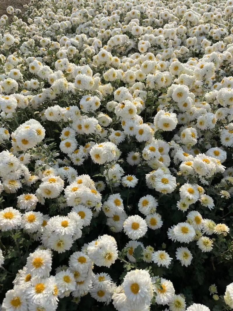 【年货节】菊花茶 滁菊 贡菊 白菊花茶滁菊特产