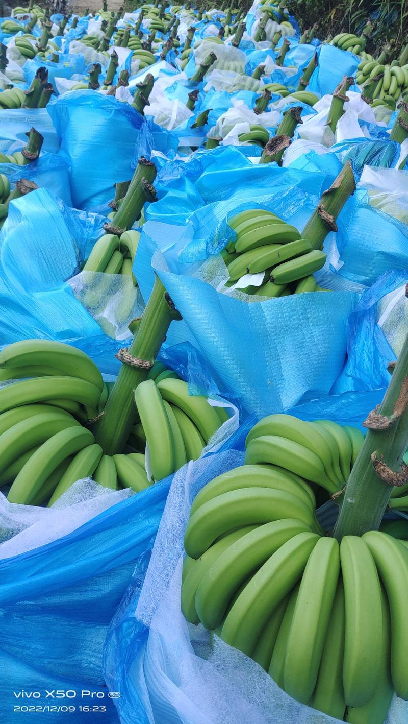 云南红河香蕉，元阳大基地，高峰期，货源充足，一手货源