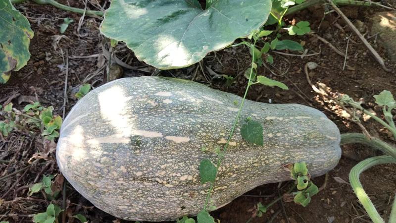 湛江徐闻蜜本南瓜、稳定一手货源、按需分拣。