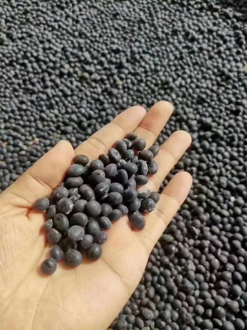精品黑豆腐竹，河源客家农家黑腐竹，量大优惠全国供货