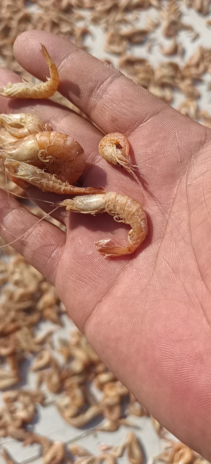渤海湾草虾黑虾婆婆虾大量出货中，香辣虾，金钩米，海米原