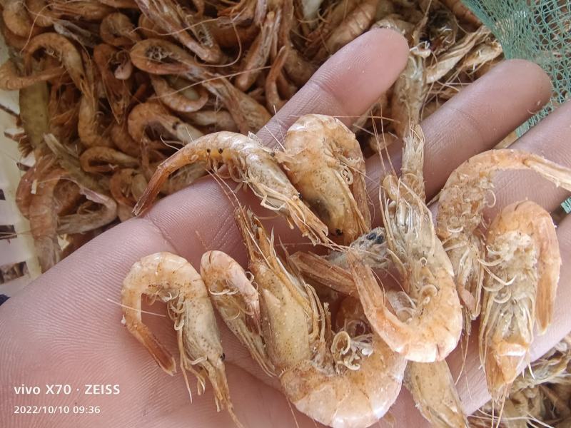 渤海湾草虾黑虾婆婆虾大量出货中，香辣虾，金钩米，海米原