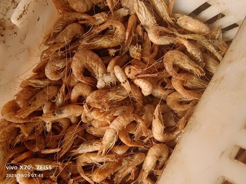 渤海湾草虾黑虾婆婆虾大量出货中，香辣虾，金钩米，海米原