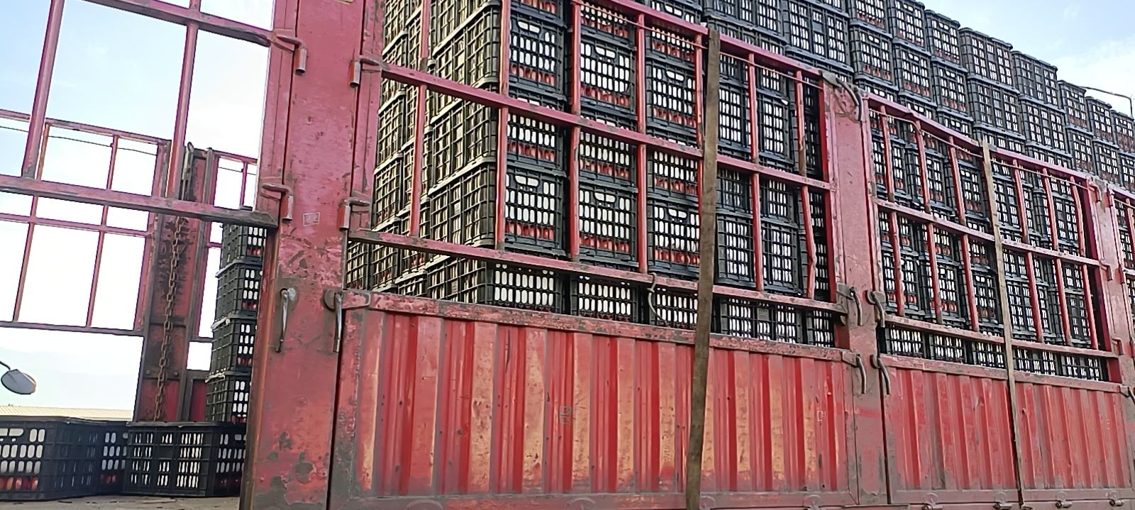 西红柿装箱准备发货