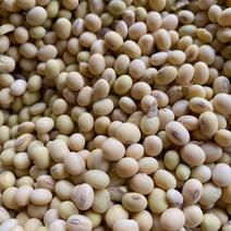 豫东本地优质黄豆高蛋白去石机正压比重筛选可