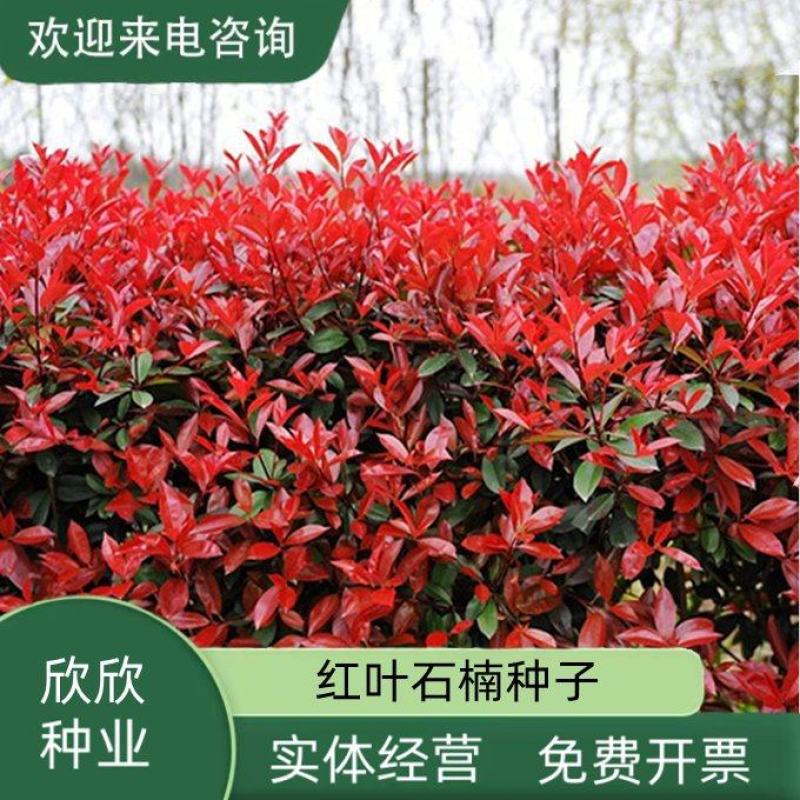 红叶石楠种子新采林木种子园林绿化花坛造景种子
