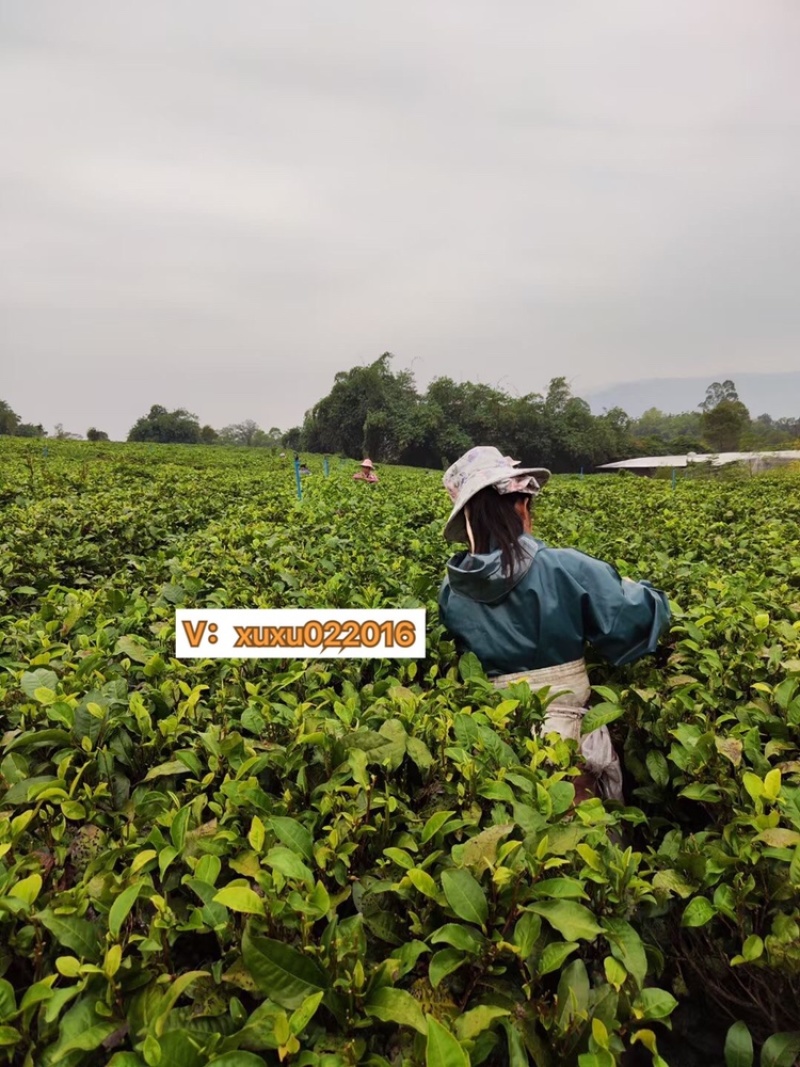 一斤包邮一斤也是批发价英德红茶英红九号春茶