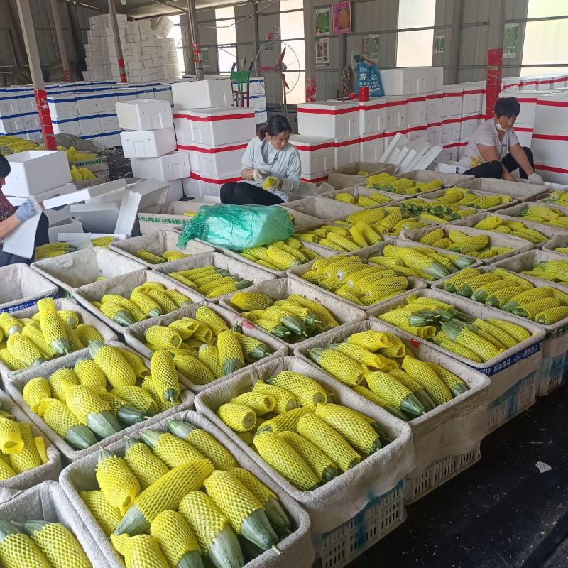 羊角蜜甜瓜博洋6172蜜园十八产地量大口感好包棚定货，