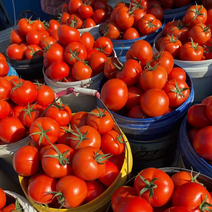 精品西红柿串果大红质量很好量大从优保值保量全国