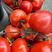 精品西红柿串果大红质量很好量大从优保值保量代发全国