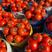精品西红柿串果大红质量很好量大从优保值保量代发全国