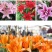 进口香水百合花种球盆栽花卉室内室外四季好养活植物种球