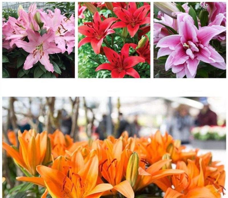 进口香水百合花种球盆栽花卉室内室外四季好养活植物种球