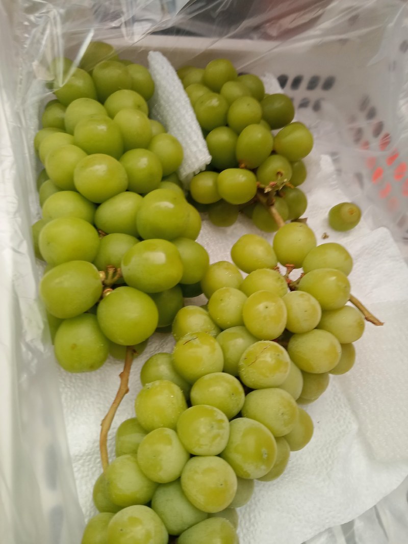 阳光玫瑰二级