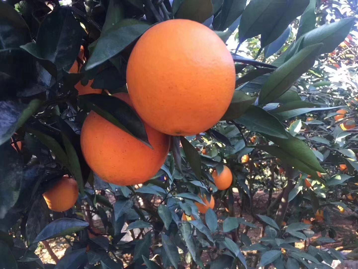 农户在果园中采摘成熟甜橙,果实饱满,色泽鲜艳 甜橙采摘现场