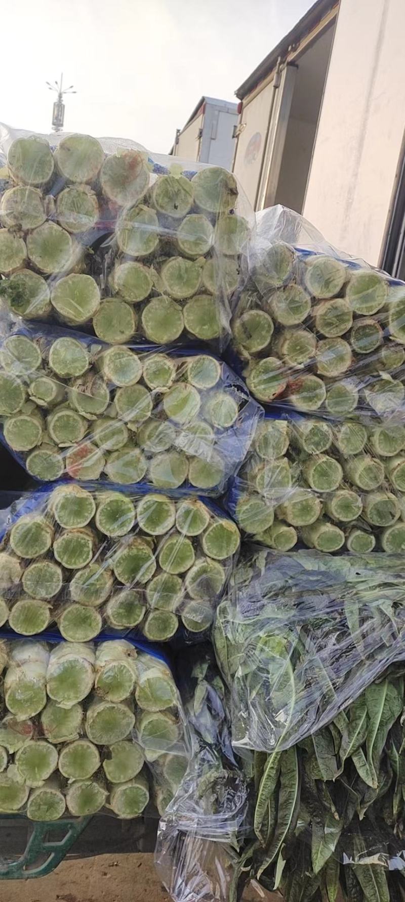 【热销】莴笋大量上市中，供应全国各地批发市场及商超一手货