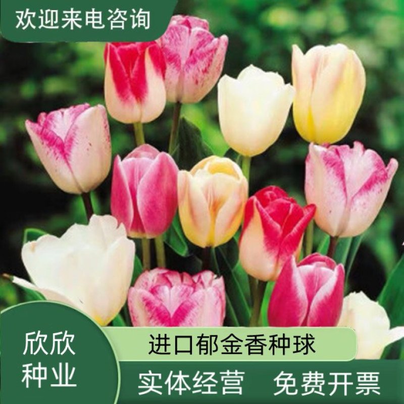 荷兰郁金香种球室内外阳台盆栽好养花苗水养绿化花海植物花
