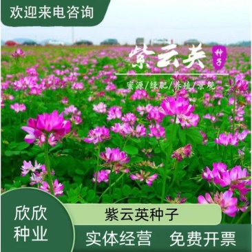 紫云英种子红花草种子牧草种子蜂蜜源高产固氮绿肥种子
