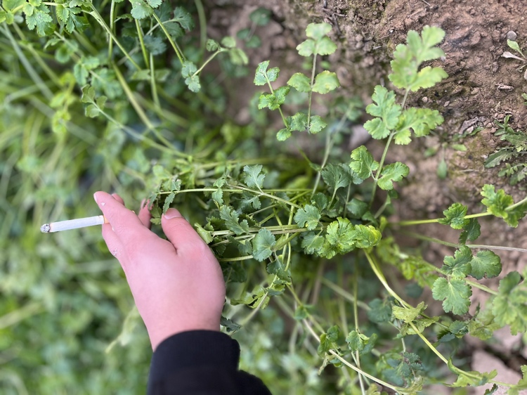 野生香菜植株特写,展示其细小的叶片和自然生长环境 野生香菜特写