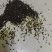 俄罗斯进口油菜籽，含油高，出油好，油色漂亮芥酸不到10！
