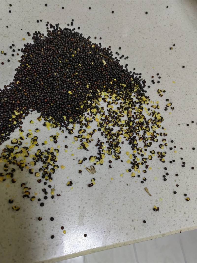 俄罗斯进口油菜籽，含油高，出油好，油色漂亮芥酸不到10！