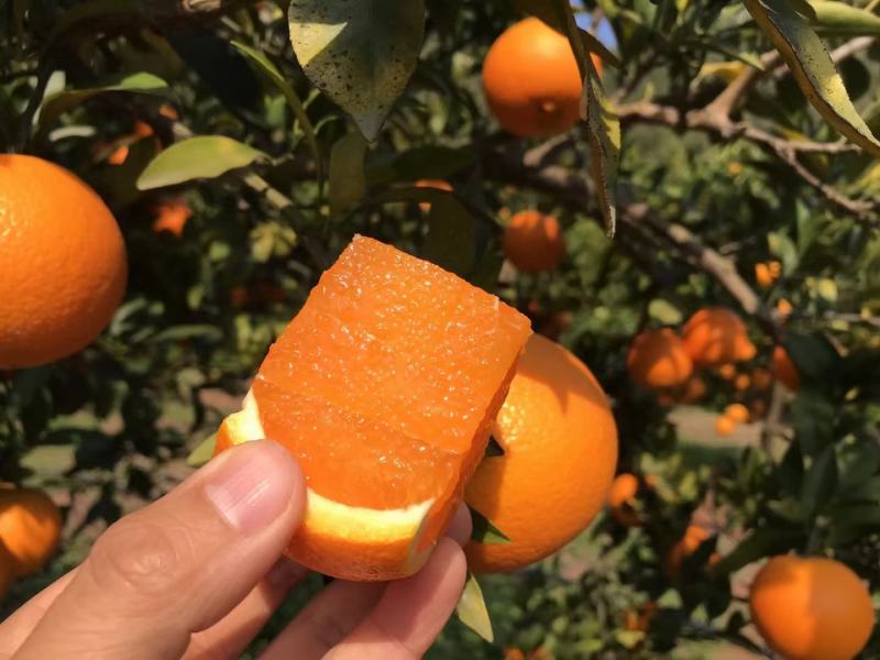 精品九月脐橙大量供货中产地直供量大从优供电商
