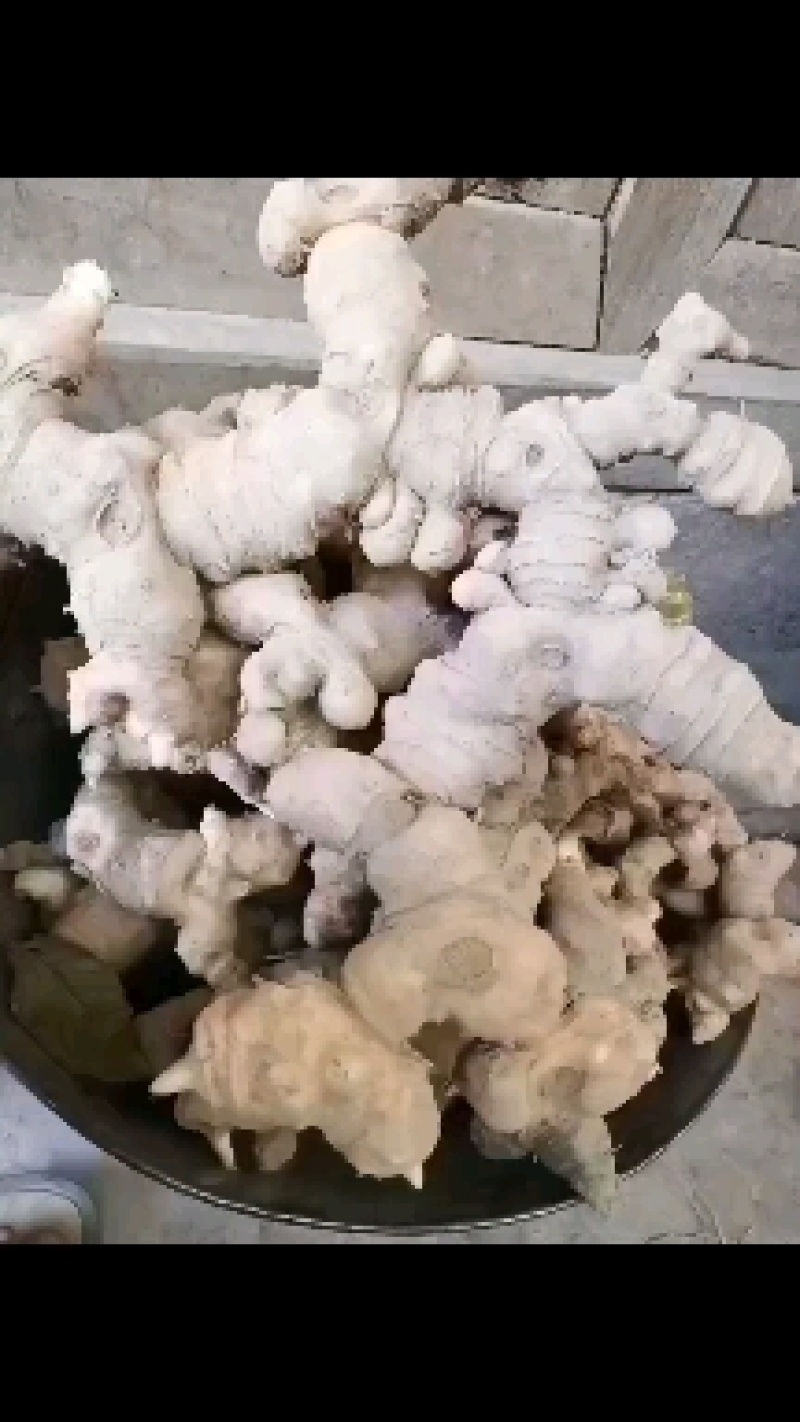黄精货源充足价格美丽欢迎来电咨询