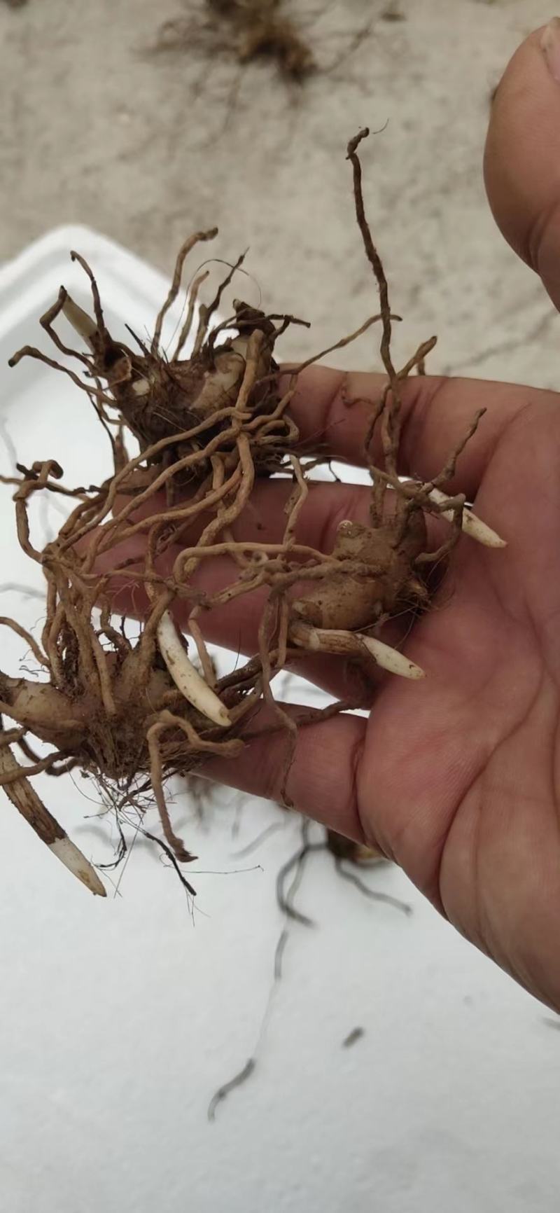 紫花白芨苗