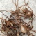 紫花白芨苗