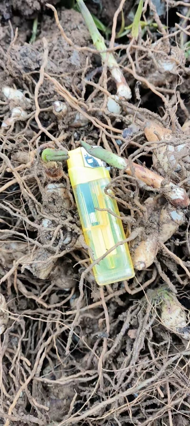 紫花白芨苗