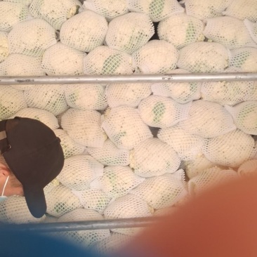 松花菜六毛到八毛