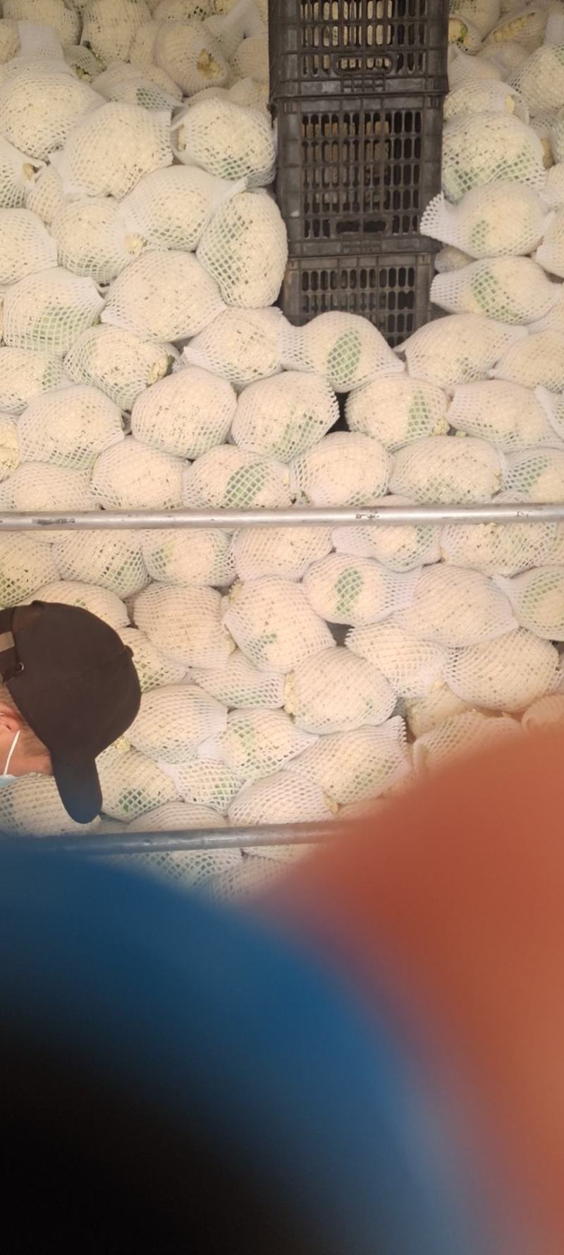 松花菜六毛到八毛