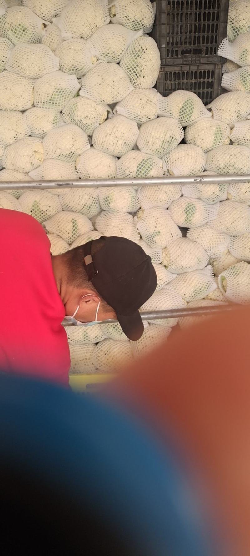 松花菜六毛到八毛