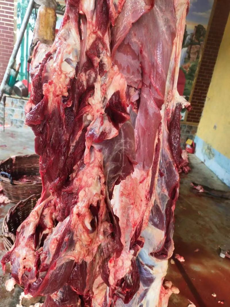 板冻牛肉，大牛板肉，瘦肉度高，一手货现发量大从优