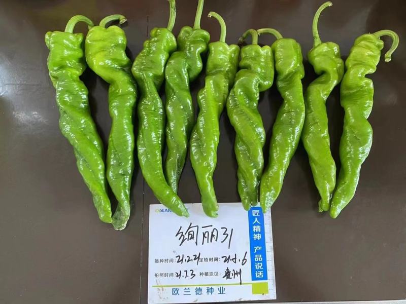 辣椒种子绚丽31螺丝椒种子大果型早熟性好辣味浓口感佳的辣
