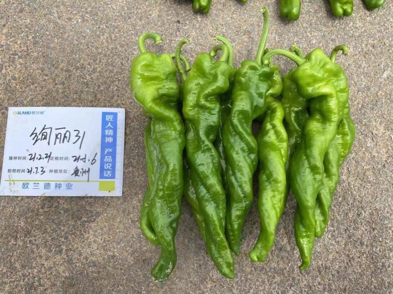 辣椒种子绚丽31螺丝椒种子大果型早熟性好辣味浓口感佳的辣