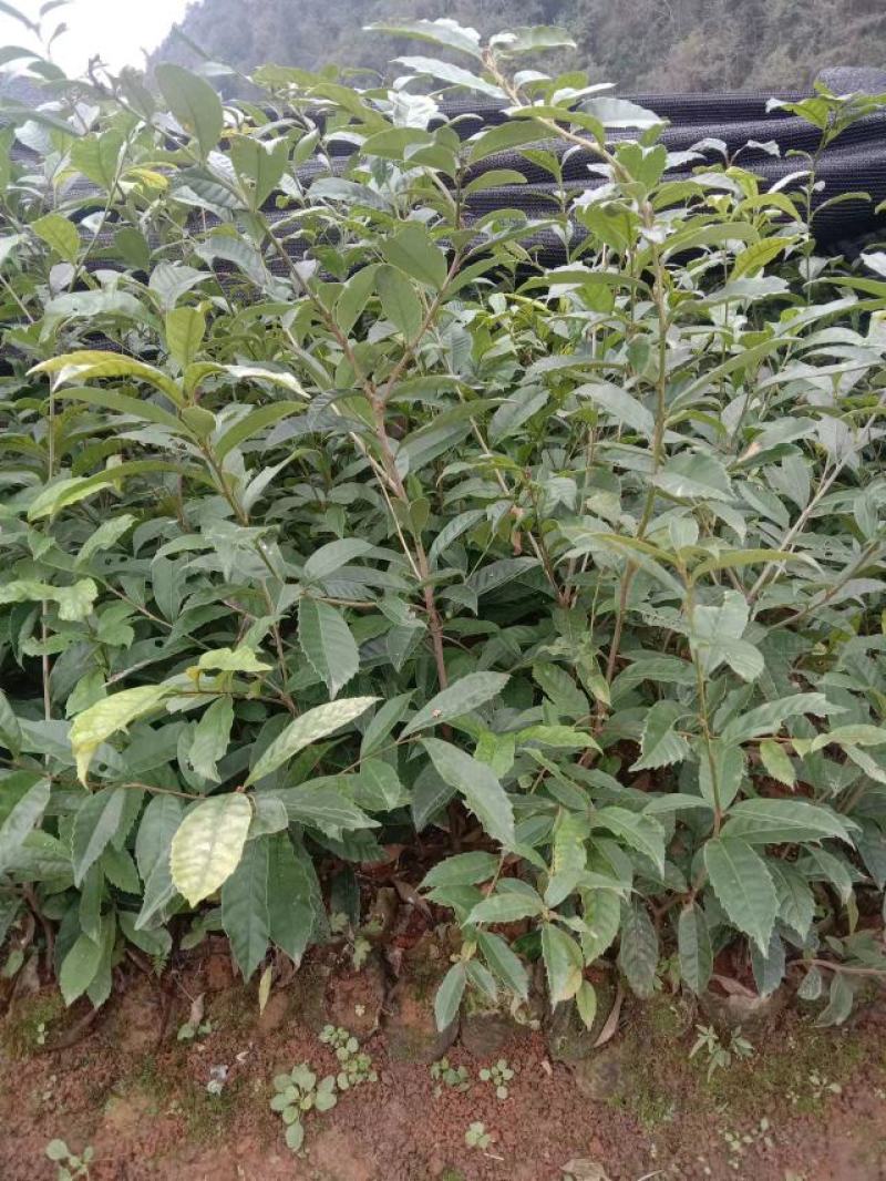 H50-100公分苦槠苗木