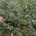 H50-100公分苦槠苗木