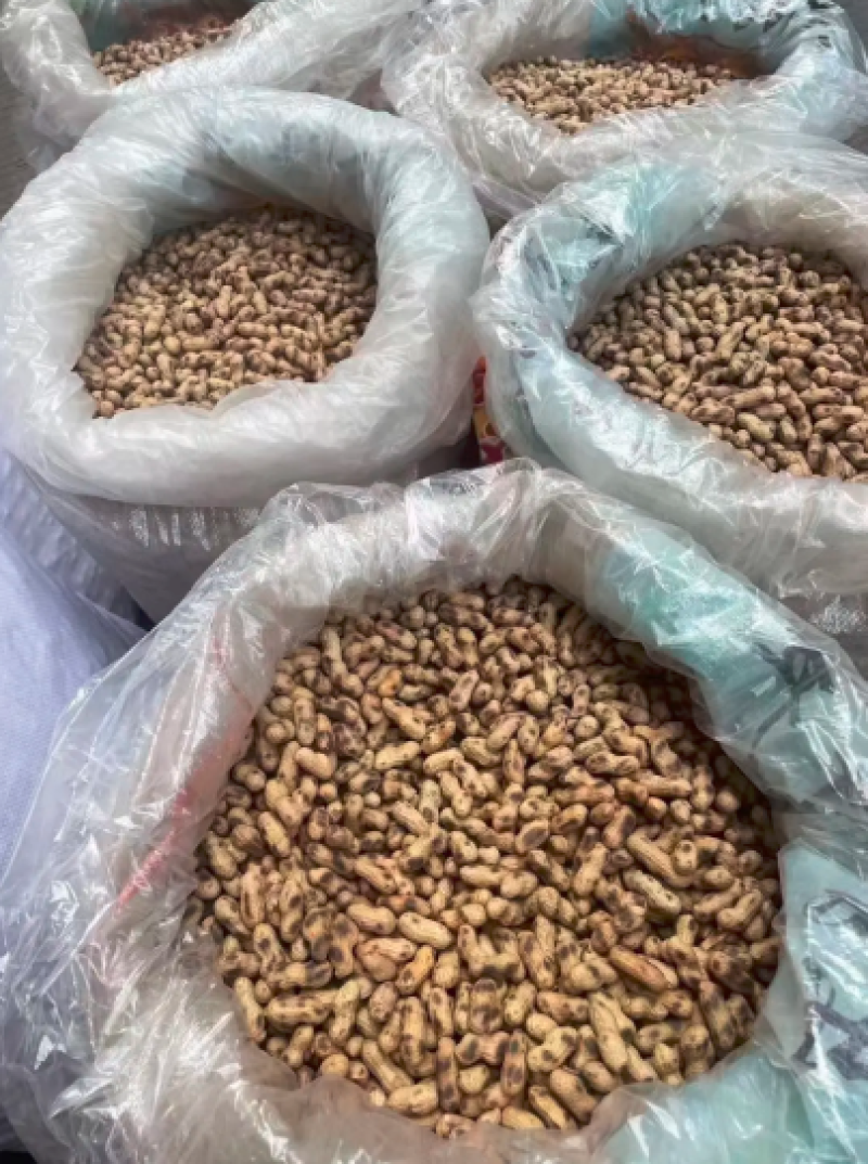精品炒花生熟花生，河源和平农家沙炒花生，全国供货