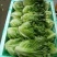 精品叶菜，精品生菜意大利生菜一手货源视频看货以质论价