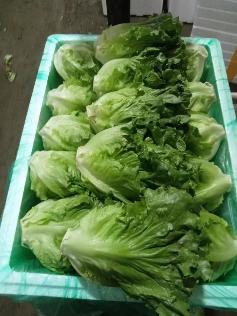 精品叶菜，精品生菜意大利生菜一手货源视频看货以质论价