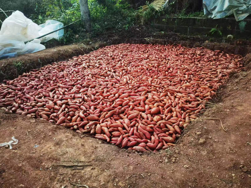 西瓜红，红沙地的西瓜红，要的赶紧
