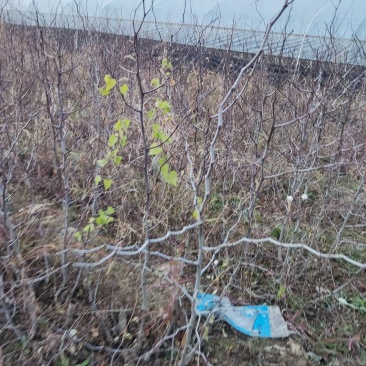 自家冬枣苗，人工除草不打除草剂
