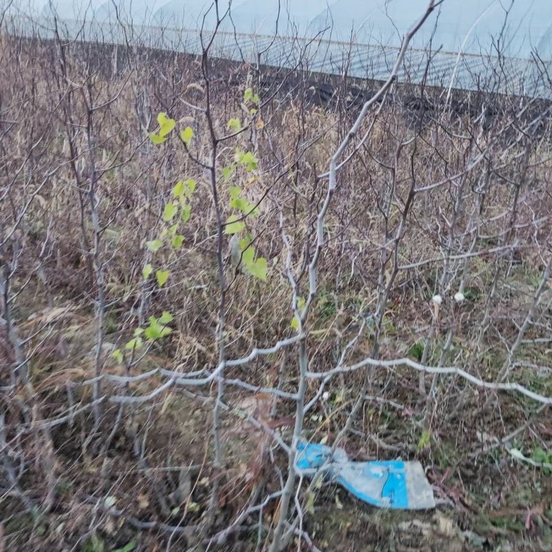 自家冬枣苗，人工除草不打除草剂