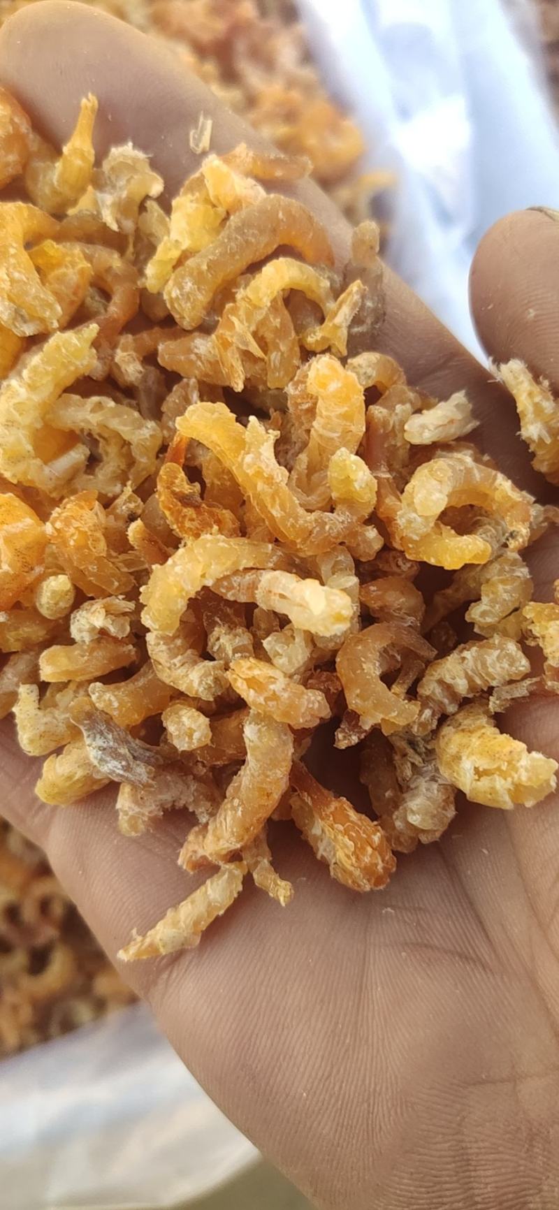 无盐淡干金钩米，海米口感鲜美，水饺厂香辣酱原料现货