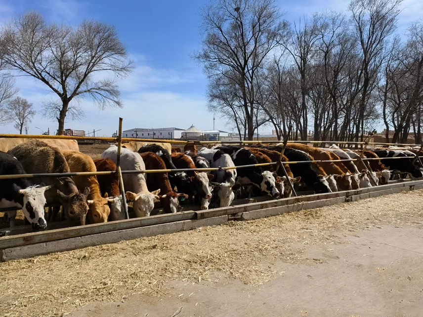 展示一群奶牛正在采食混合饲料中的大豆草,背景为现代化养殖场环境 牛群采食大豆草场景图