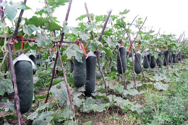 冬瓜种植田间施药现场