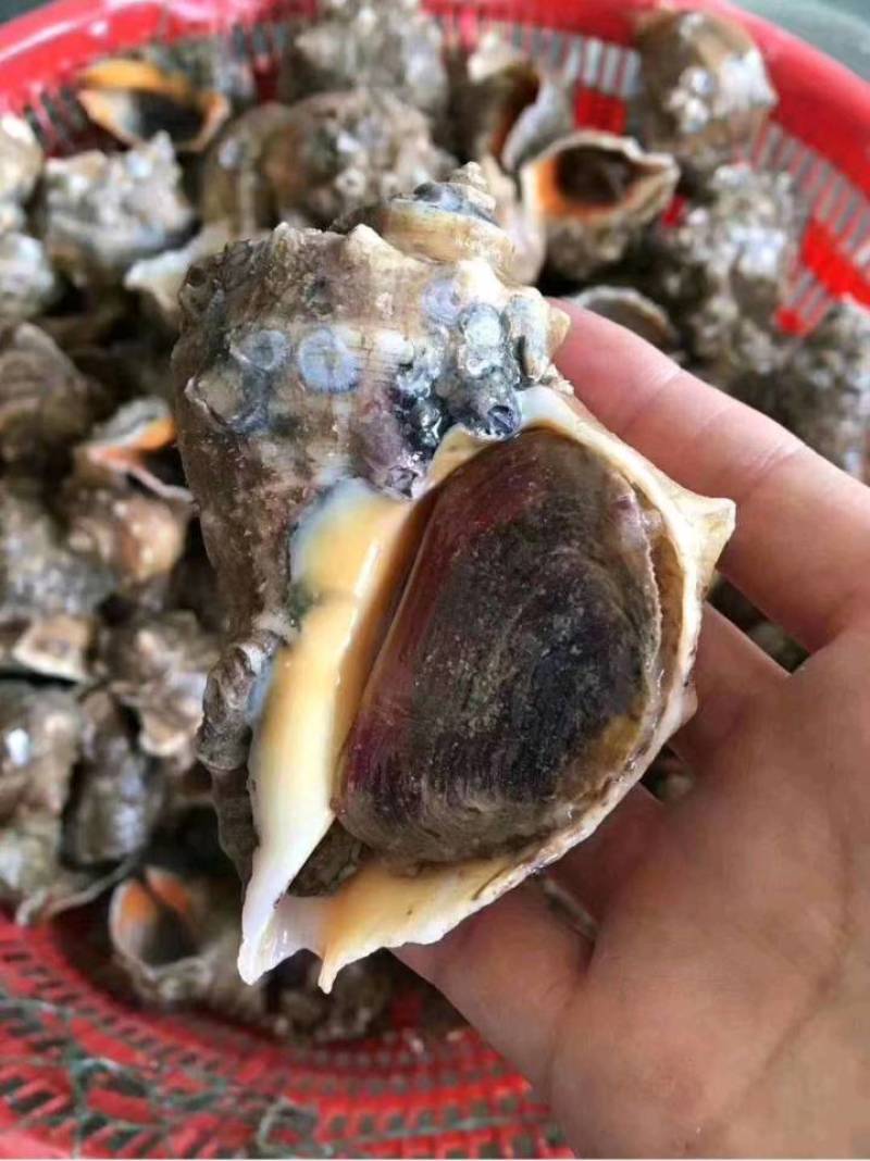海螺红鲤螺，一手货源，长期供应批发市场，各类餐厅