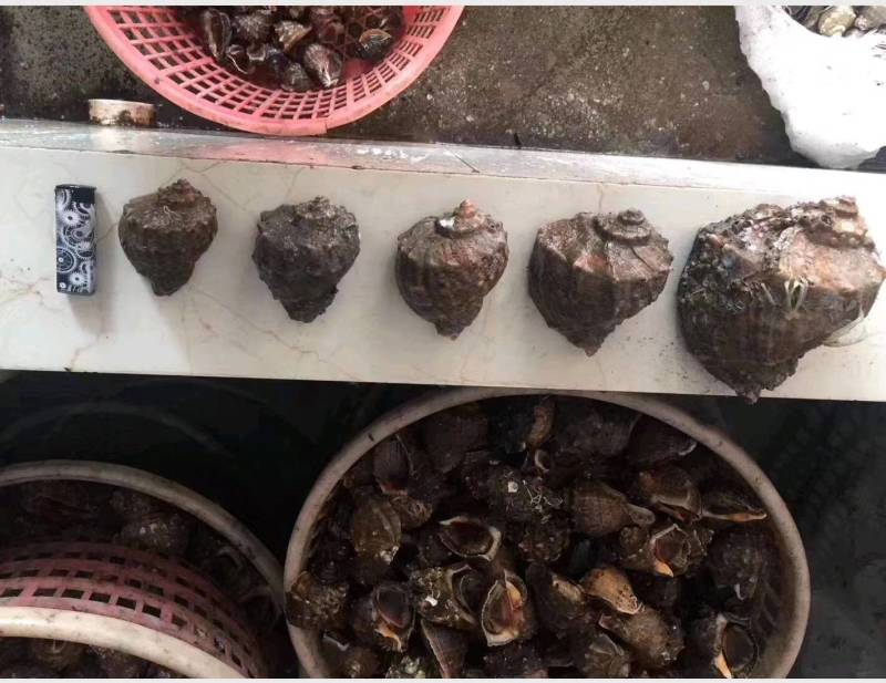 海螺红鲤螺，一手货源，长期供应批发市场，各类餐厅