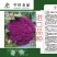 紫茵65紫菜花种子半松型口感脆嫩富含花青素经济效益高